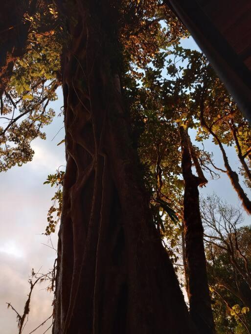 Vila Casa Del Arbol Monteverde Exteriér fotografie